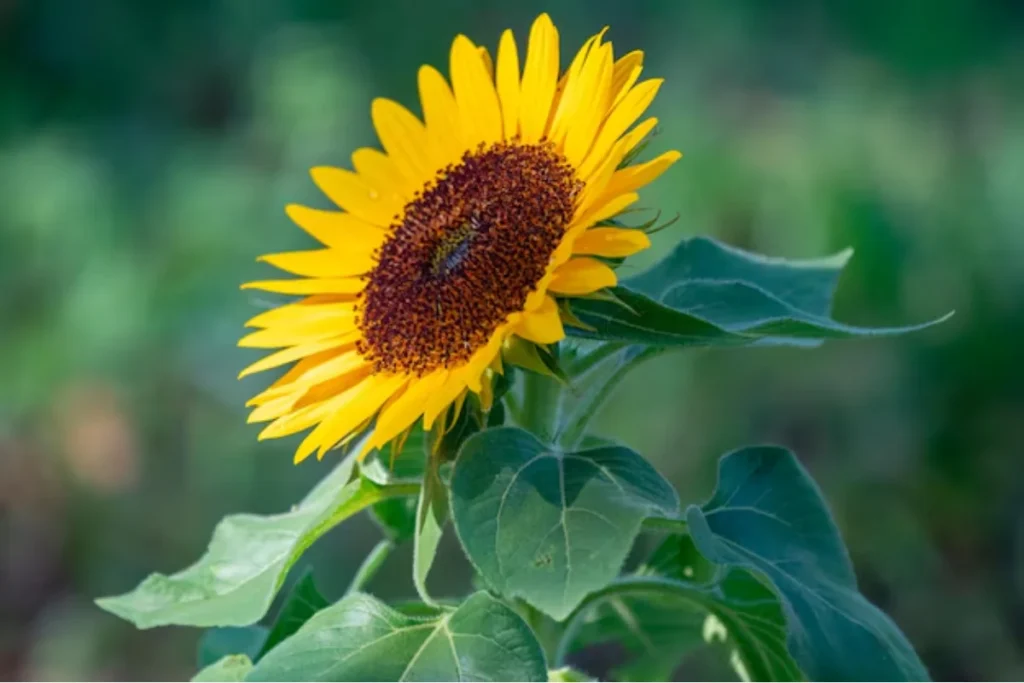Girassol (Helianthus annuus)