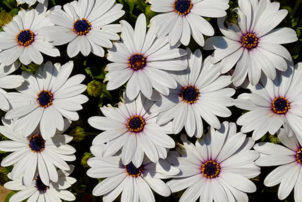 Margarida-do-Cabo (Osteospermum)