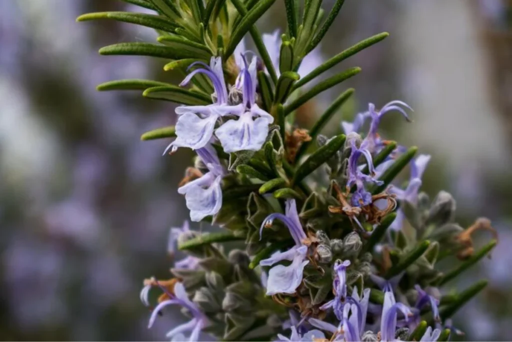 Alecrim (Salvia rosmarinus)