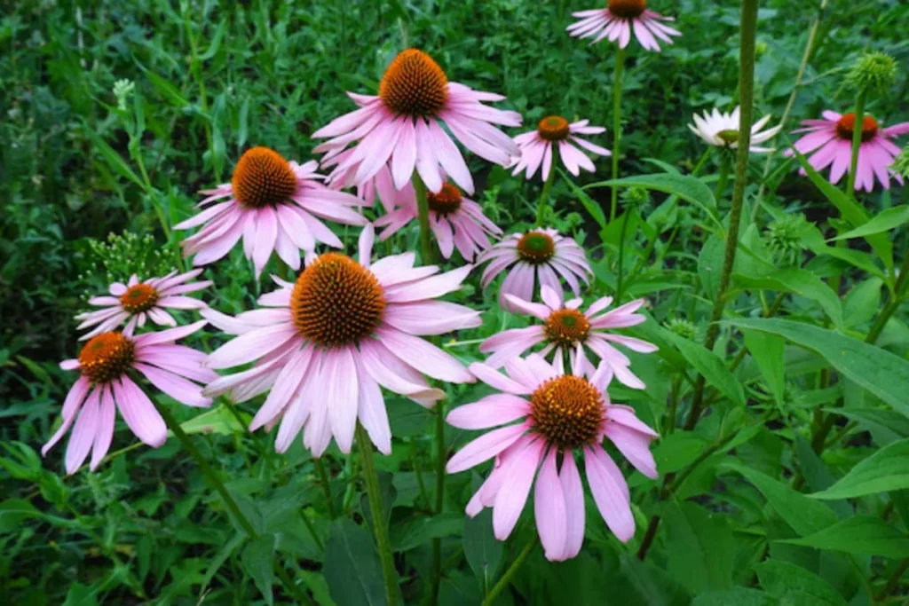Equinácea (Echinacea purpurea)