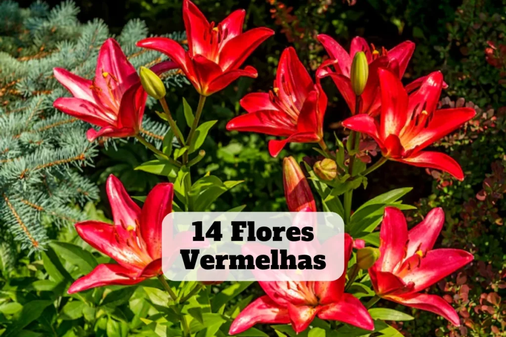 14 flores vermelhas: Imagens, nomes, cuidados e significados 1 flores vermelhas