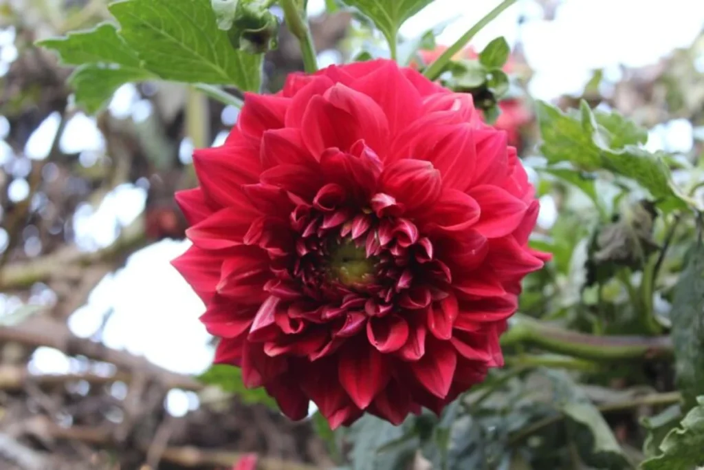 Dália Vermelha: Dahlia pinnata