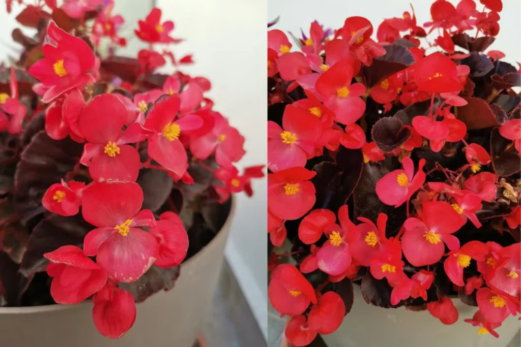Begônia Vermelha: Begonia x semperflorens