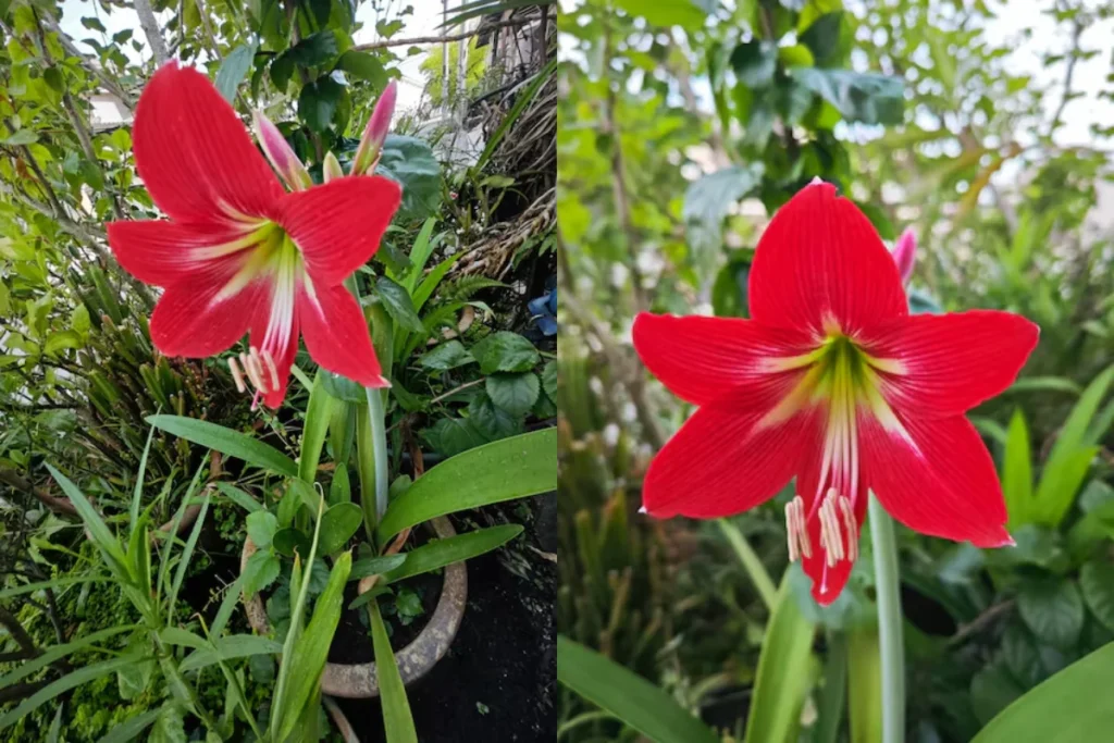 Amarílis Vermelha: Hippeastrum spp.