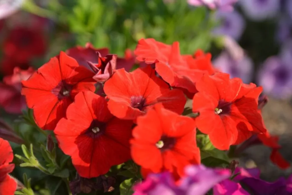 Petúnia Vermelha: Petunia x hybrida