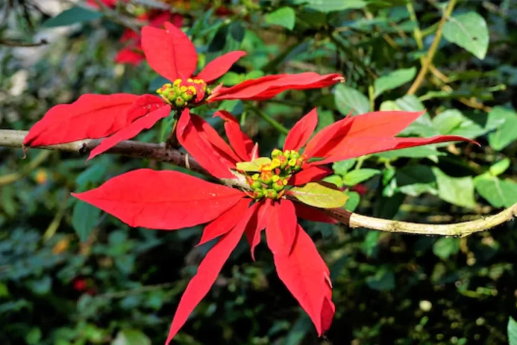 Bico de Papagaio: Euphorbia pulcherrima