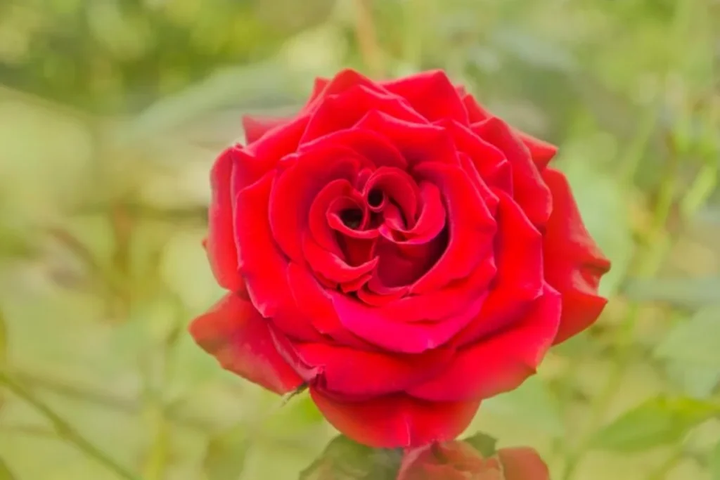 Rosa Vermelha: Rosa spp.