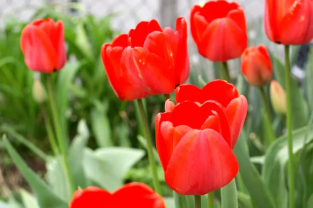 Tulipa Vermelha: Tulipa gesneriana