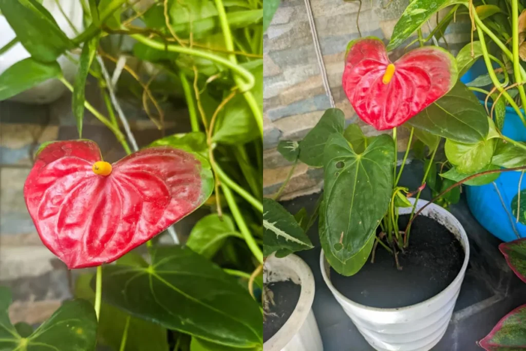Antúrio: Anthurium andraeanum