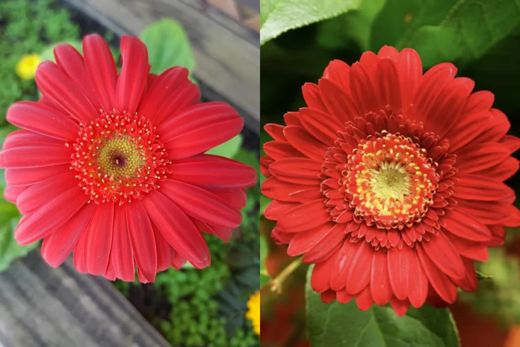 Gérbera Vermelha: Gerbera jamesonii