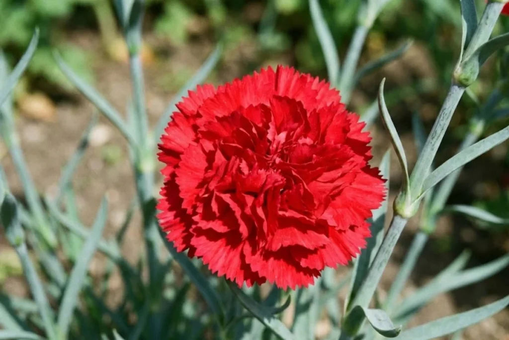 Cravo Vermelho: Dianthus caryophyllus
