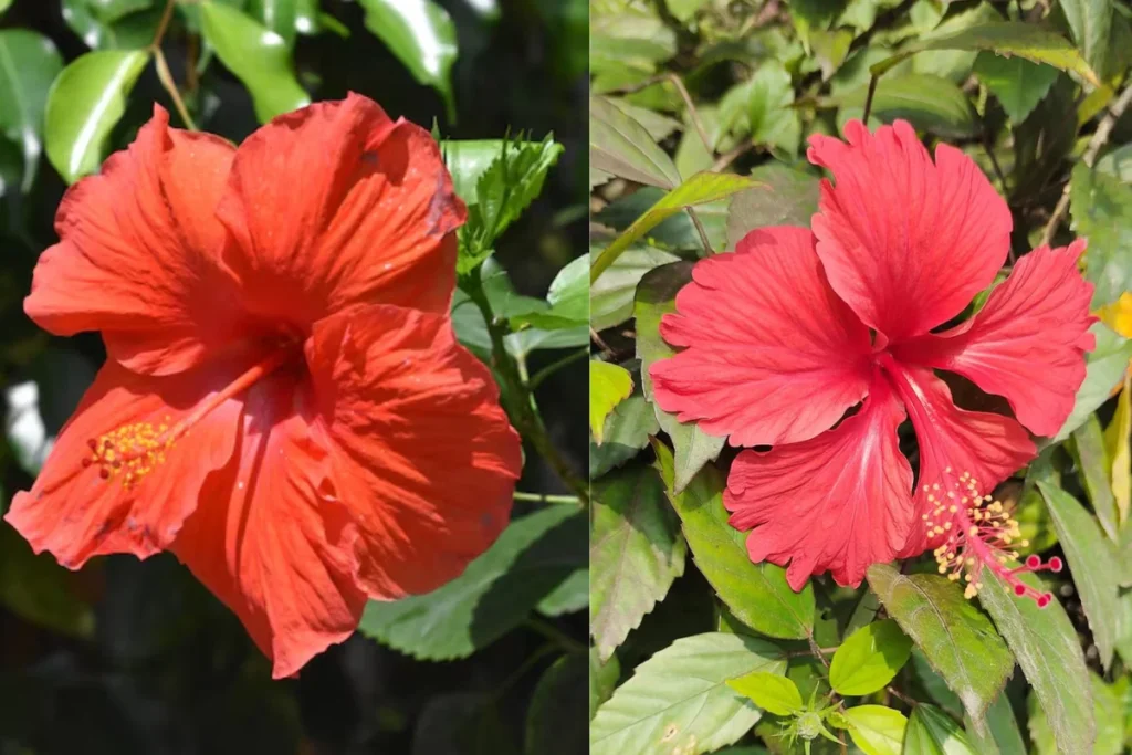 Hibisco Vermelho: Hibiscus rosa-sinensis