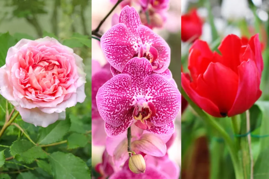 Tipos de Flores para Presente