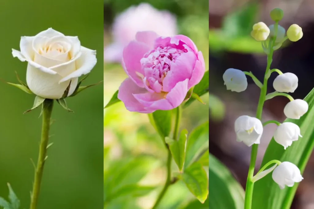 Tipos de Flores para Casamento
