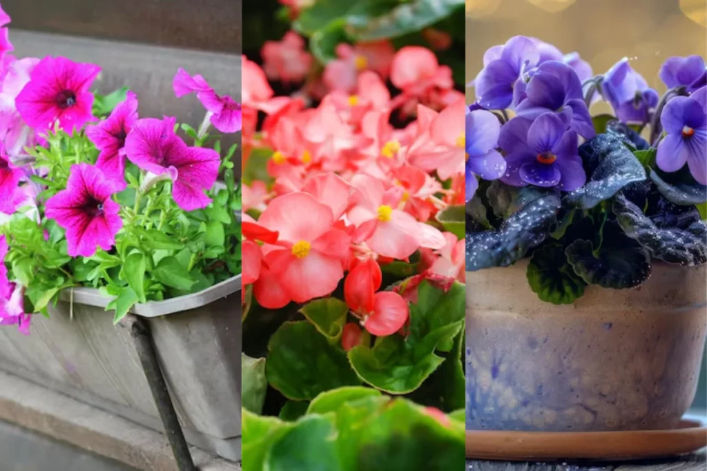 Tipos de Flores para Vaso