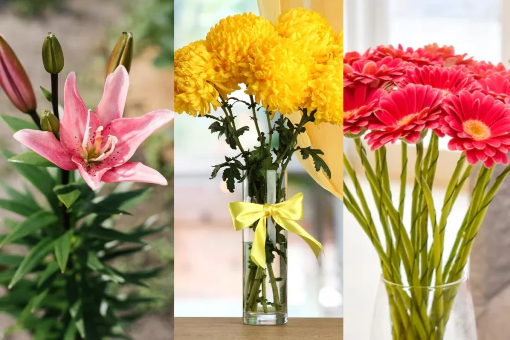 Tipos de Flores de Corte