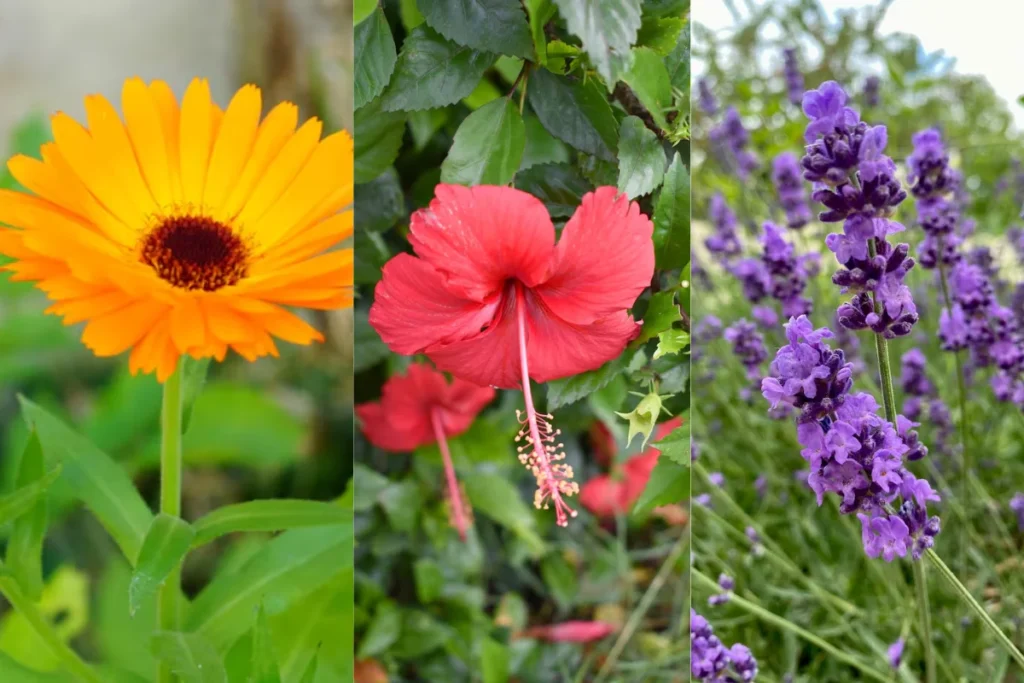 Tipos de Flores Medicinais