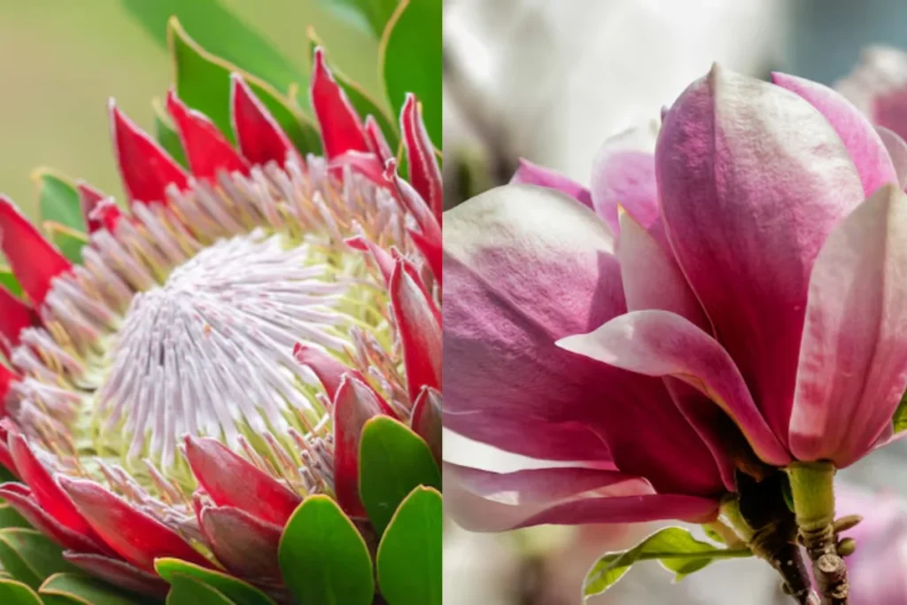 Tipos de Flores Grandes