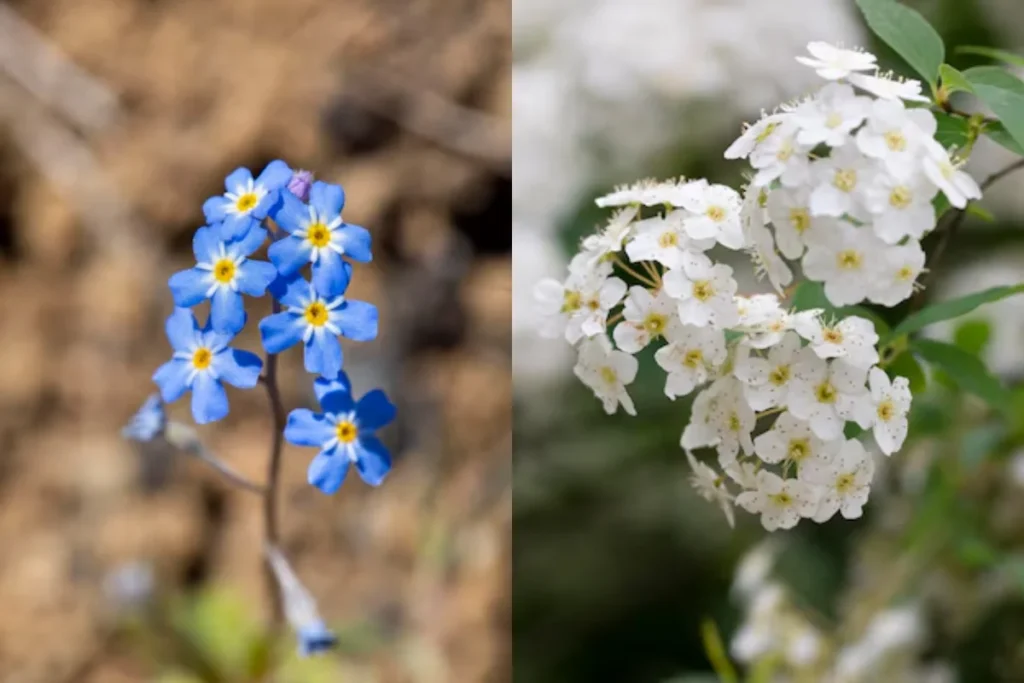 Tipos de Flores Pequenas