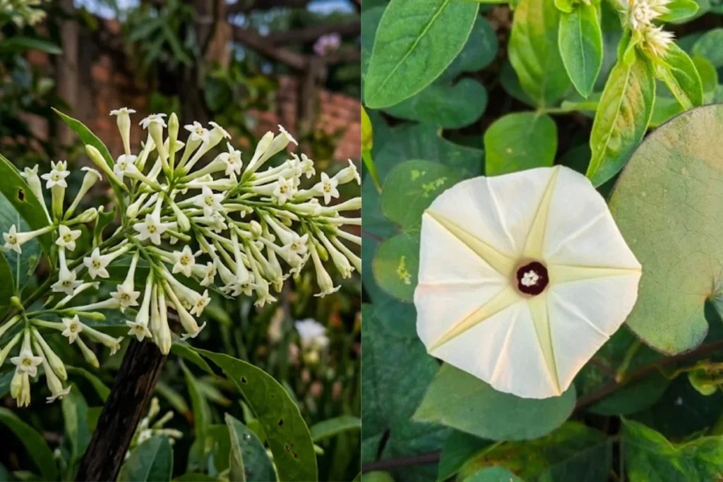 Tipos de Flores Noturnas
