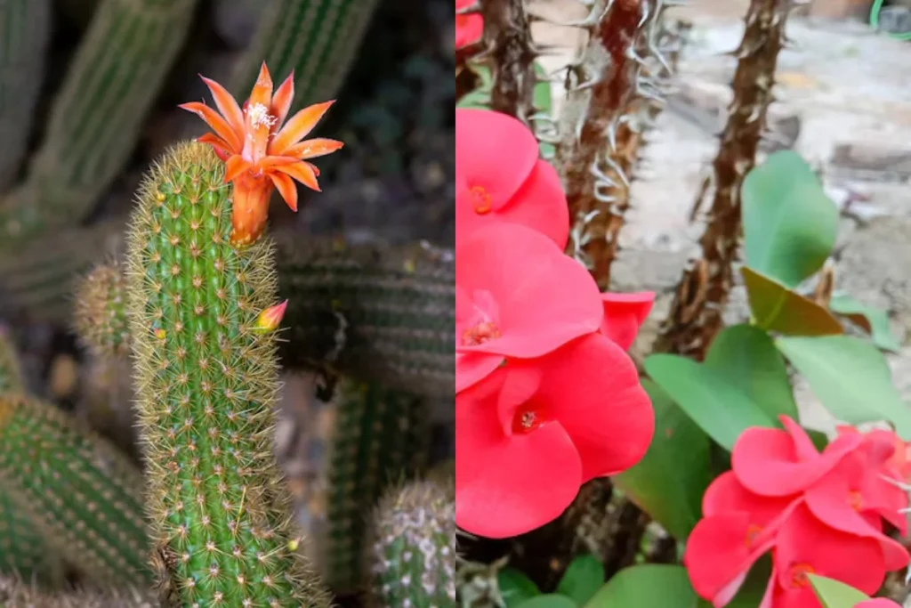 Tipos de Flores com Espinhos