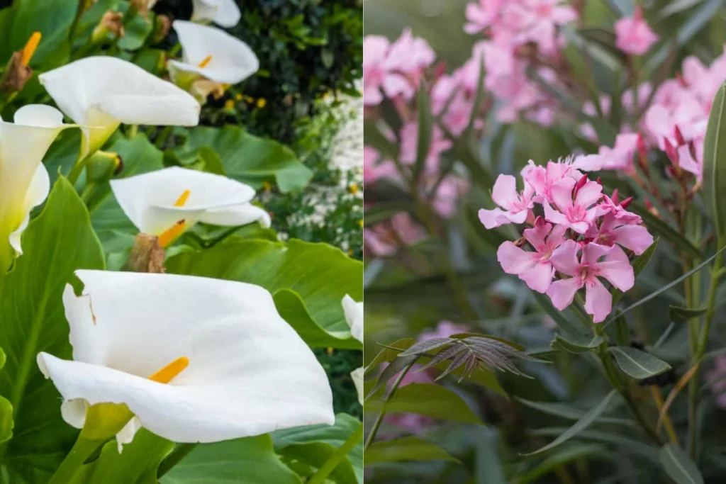 Tipos de Flores Tóxicas