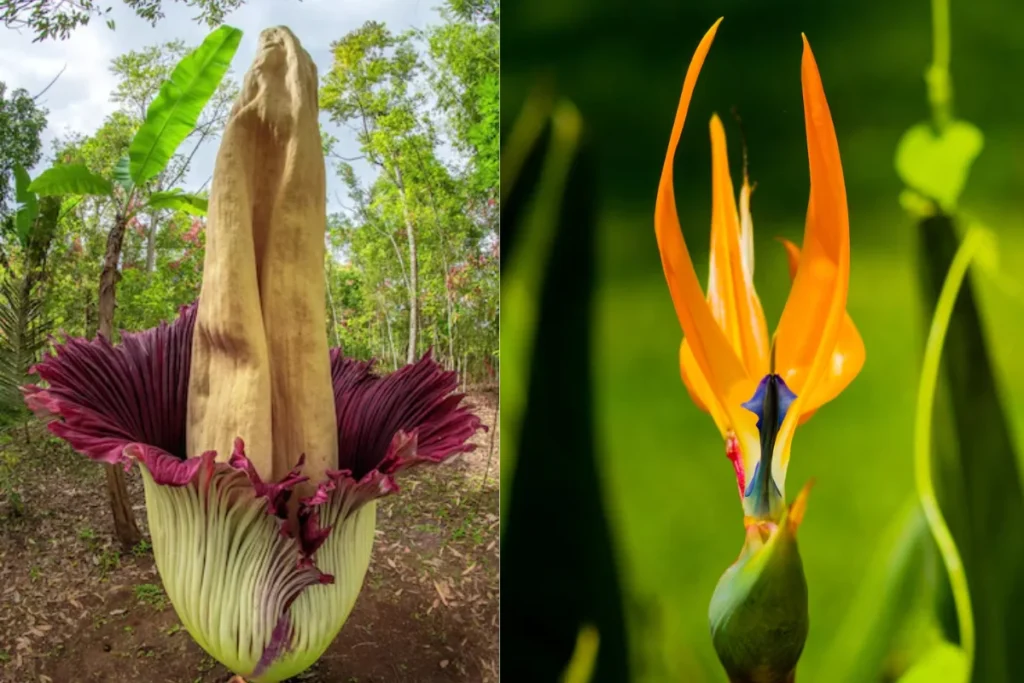 Tipos de Flores Exóticas