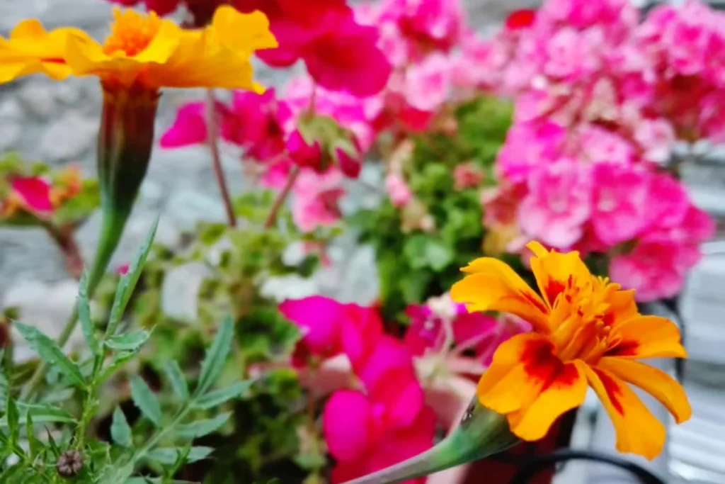 Tipos de Flores Ornamentais de Jardim