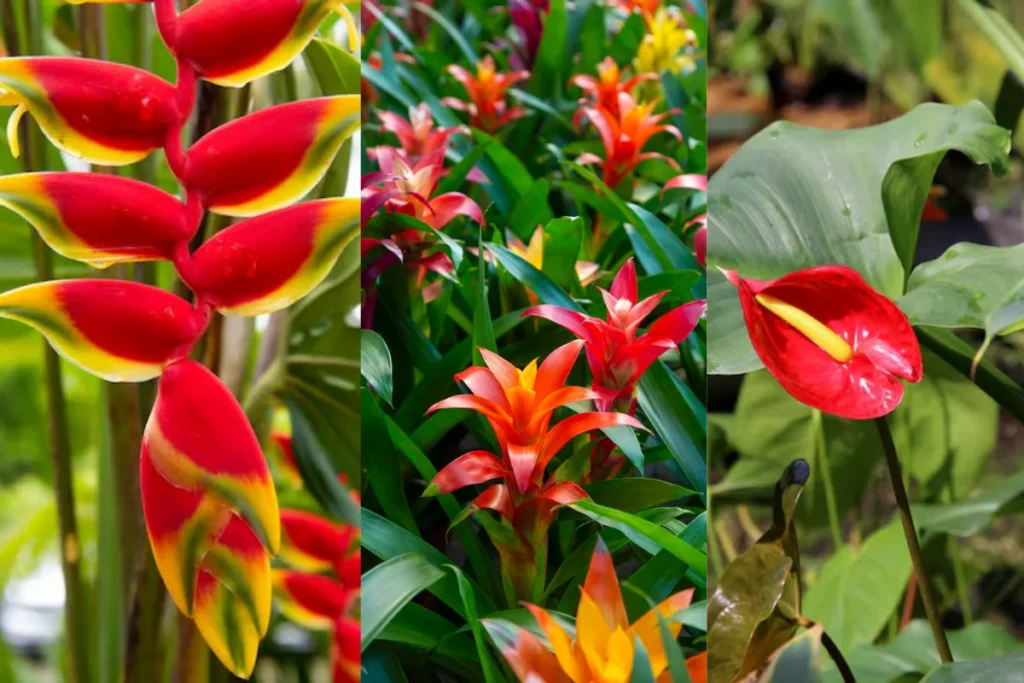 Flores Tropicais Brasileiras