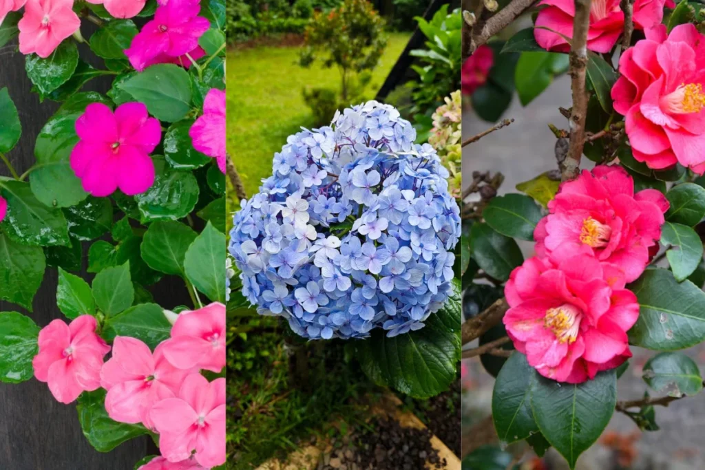 Tipos de Flores de Sombra