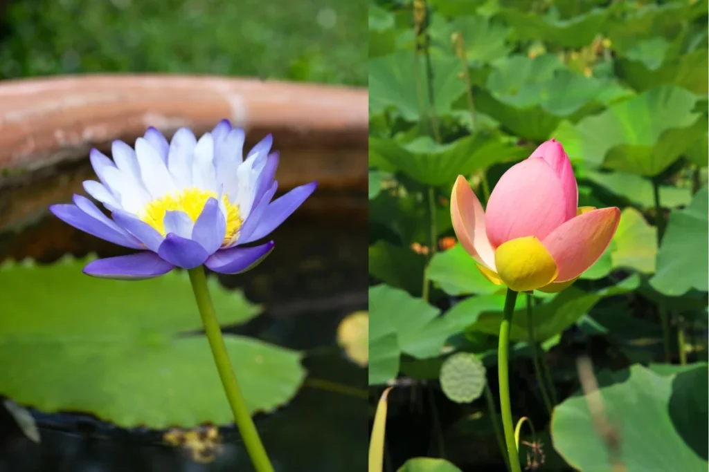 Tipos de Flores Aquáticas