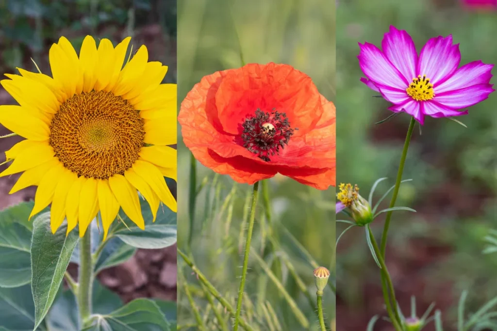 Tipos de Flores do Campo