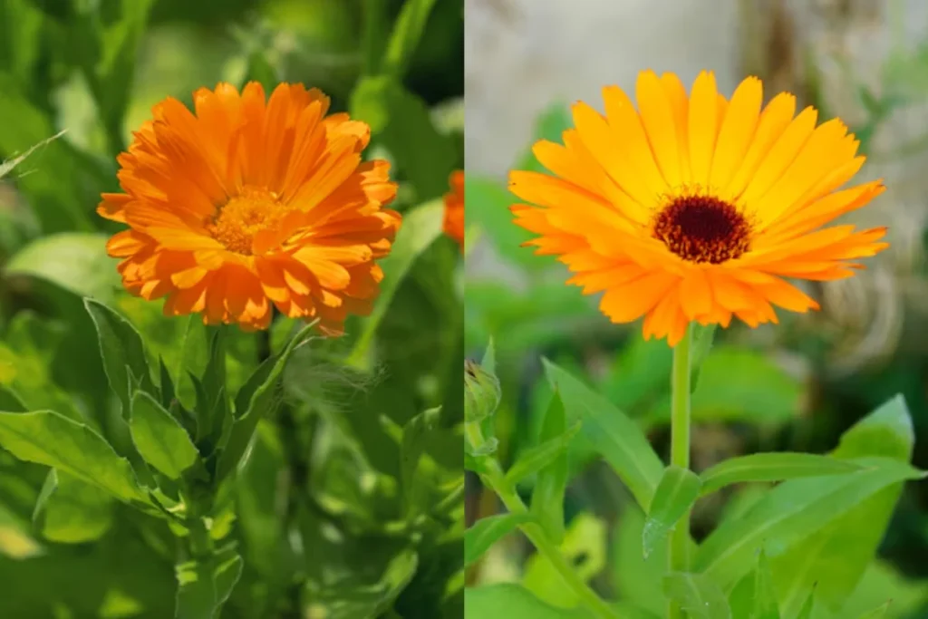 Flor calêndula (Calendula officinalis)