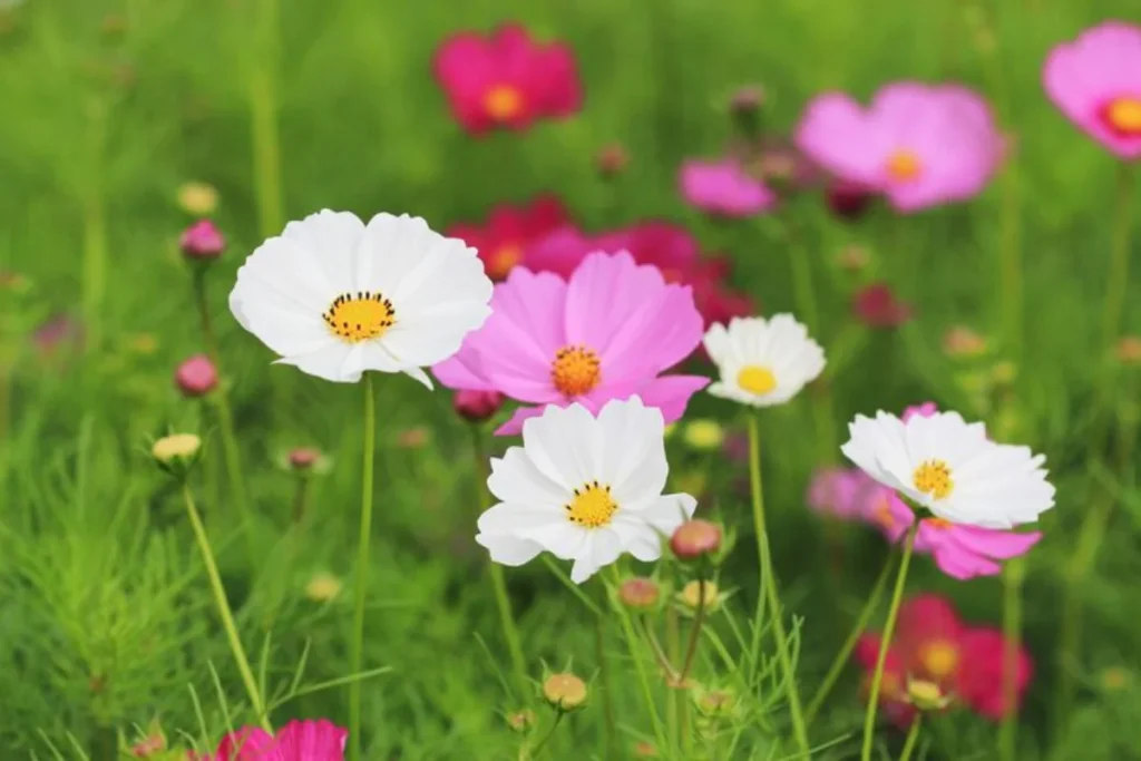 Flor cosmos (Cosmos bipinnatus)