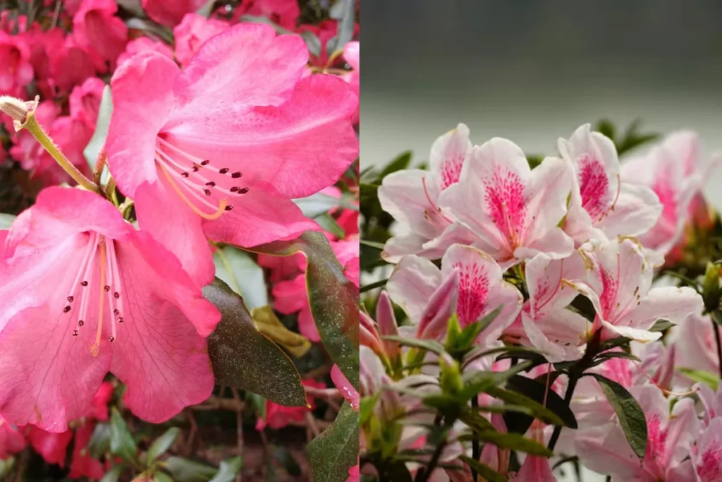 Flor Azaleia (Rhododendron spp.)