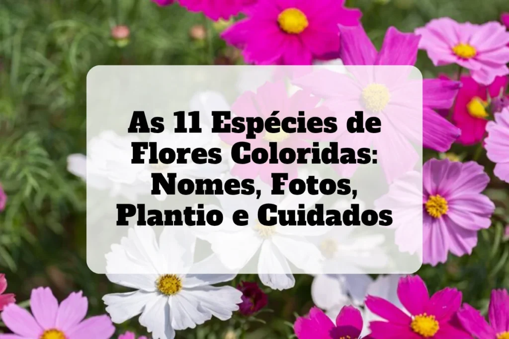 espécies de flores coloridas