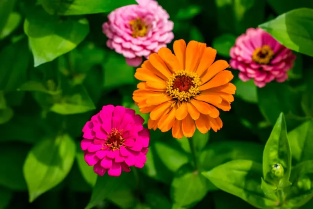 Flor zinnia (Zinnia elegans)