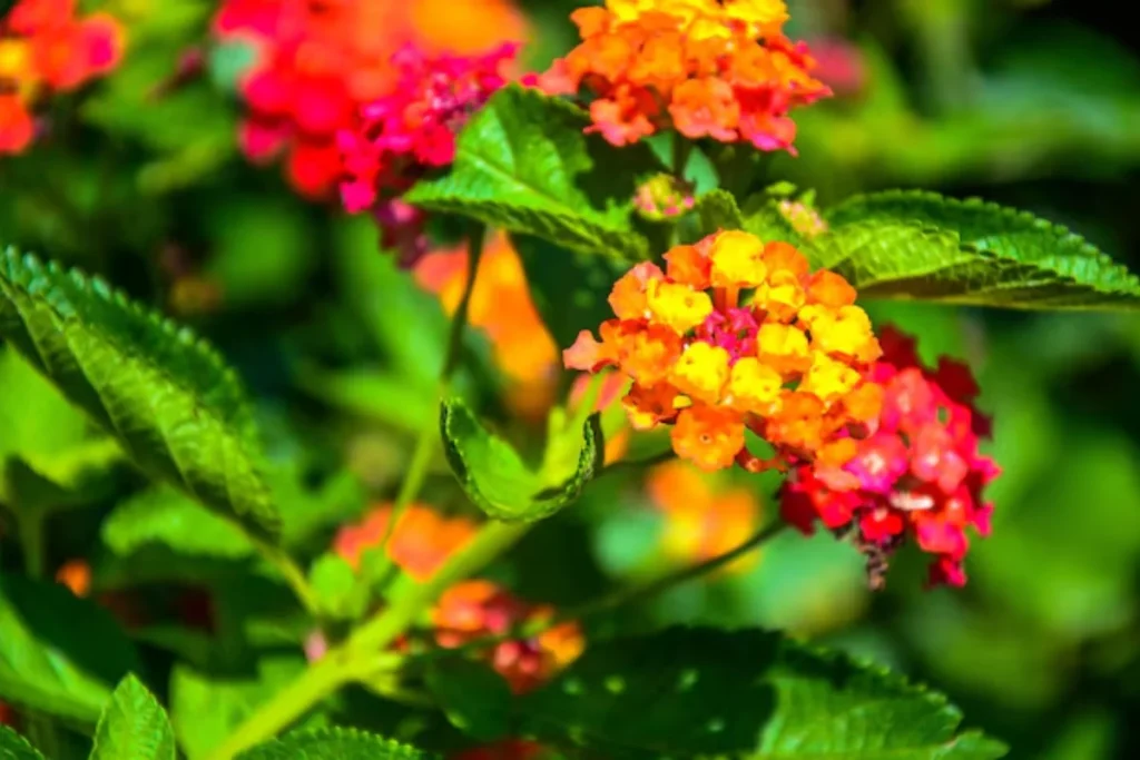 Flor Lantana (Lantana camara)