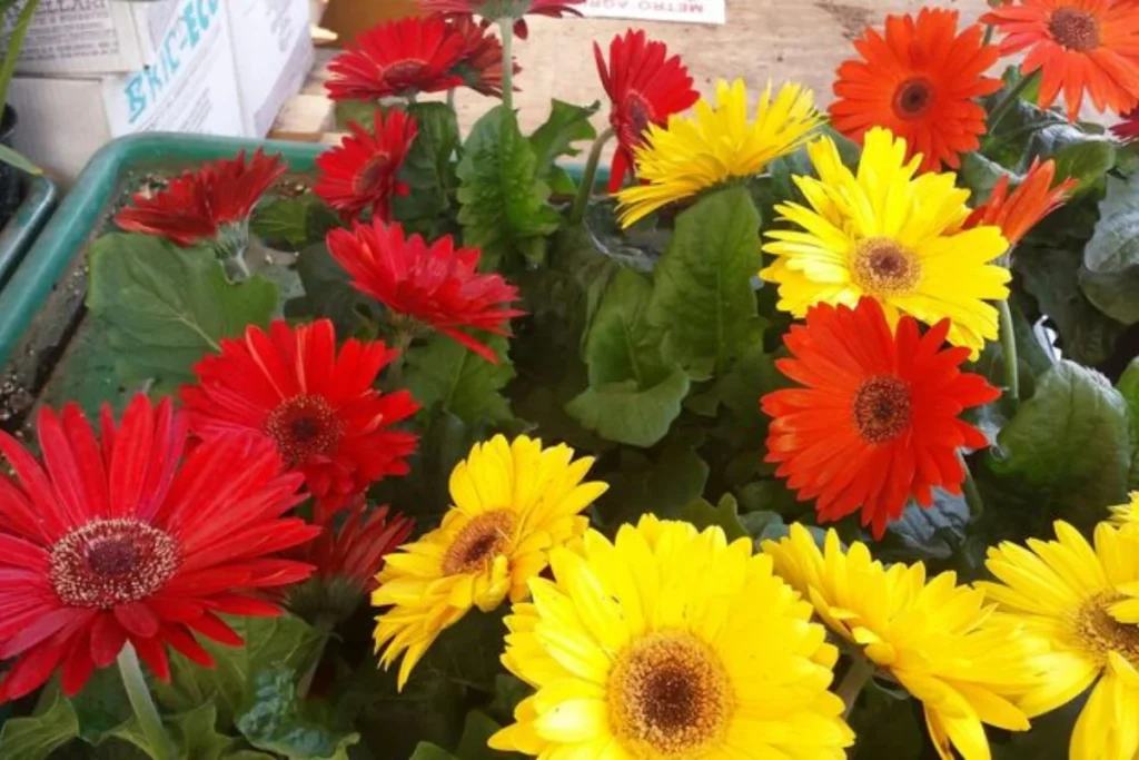 Flor gérbera (Gerbera jamesonii)