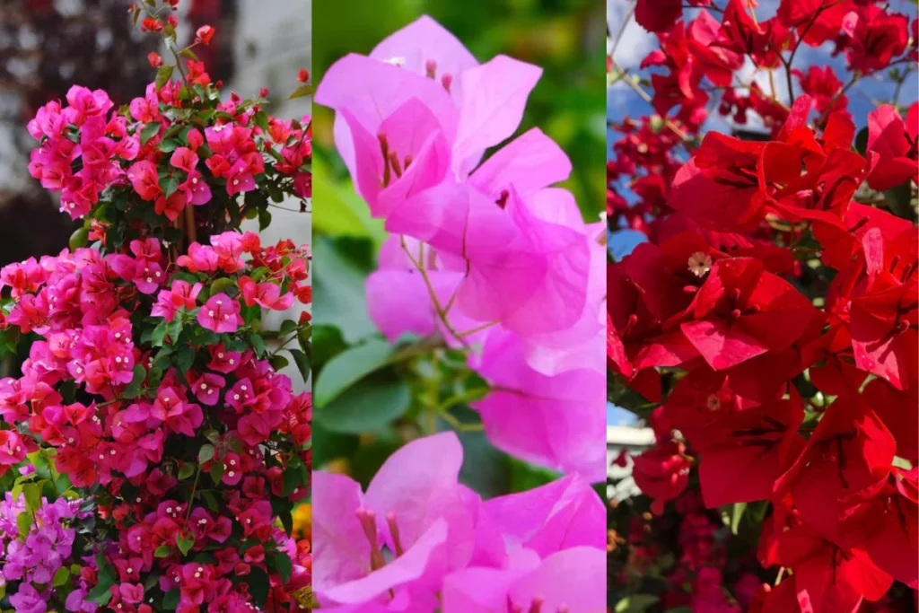 Flor buganvília (Bougainvillea spp.)