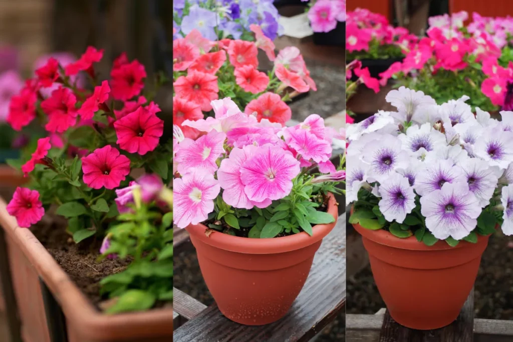 Flor petúnia (Petunia x hybrida)