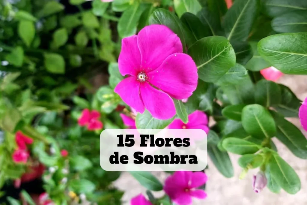 flores de sombra