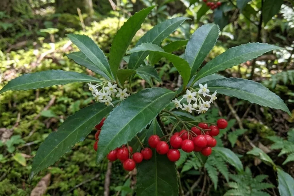 15 Flores de sombra: Nomes, fotos e como cuidar 12 Ardisia: Ardisia japonica
