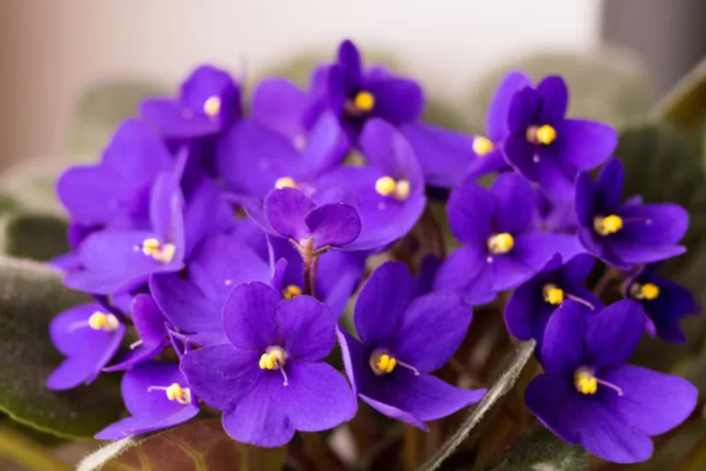 15 Flores de sombra: Nomes, fotos e como cuidar 13 Violeta Africana: Saintpaulia ionantha