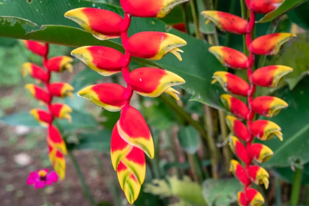 15 Flores de sombra: Nomes, fotos e como cuidar 14 Helicônia: Heliconia spp. Imagem via freepik