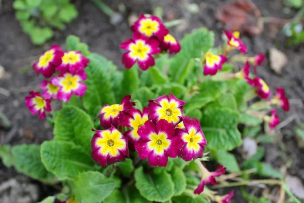 15 Flores de sombra: Nomes, fotos e como cuidar 15 Primula: Primula vulgaris