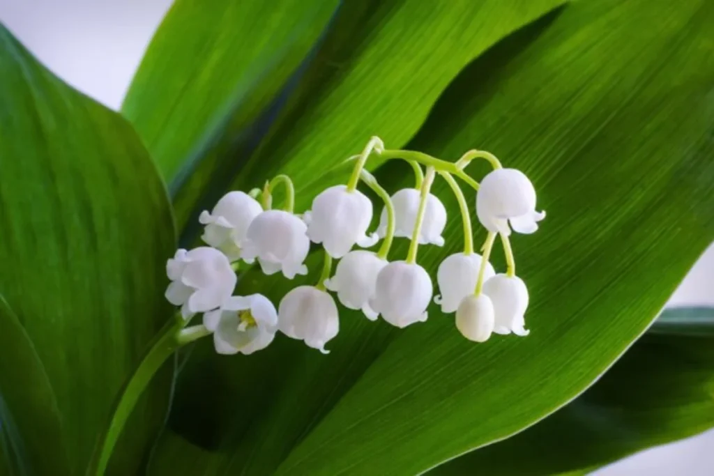 15 Flores de sombra: Nomes, fotos e como cuidar 16 Lírio do Vale: Convallaria majalis