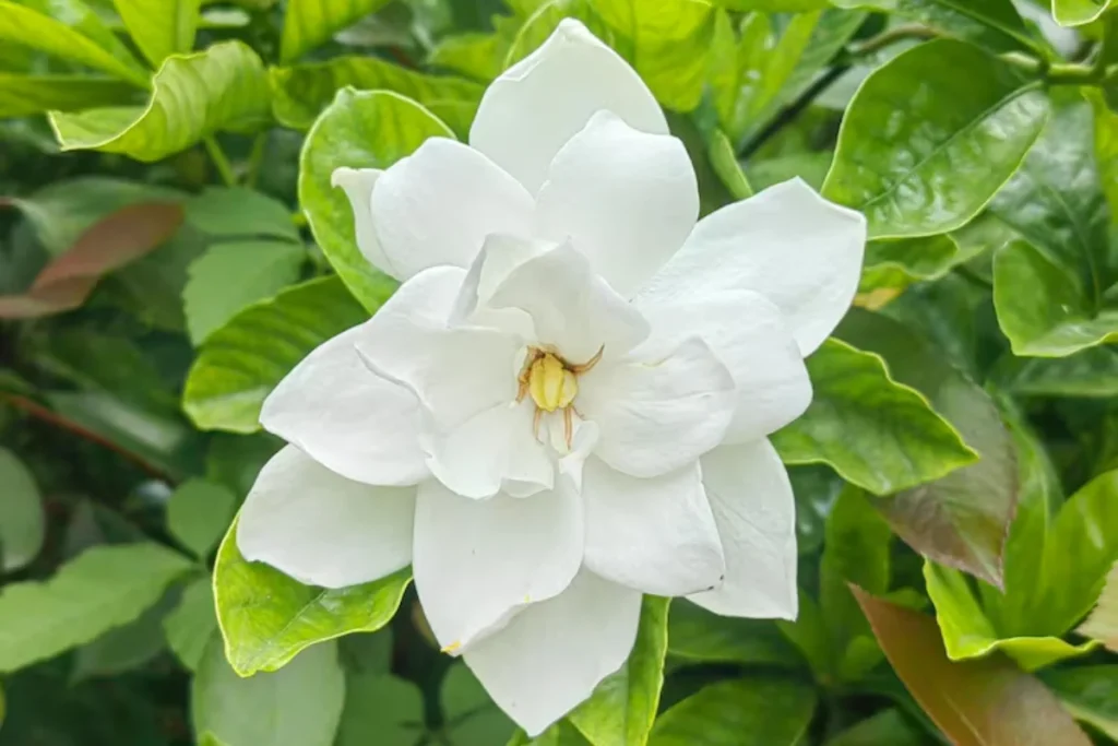 15 Flores de sombra: Nomes, fotos e como cuidar 18 Gardênia: Gardenia jasminoides