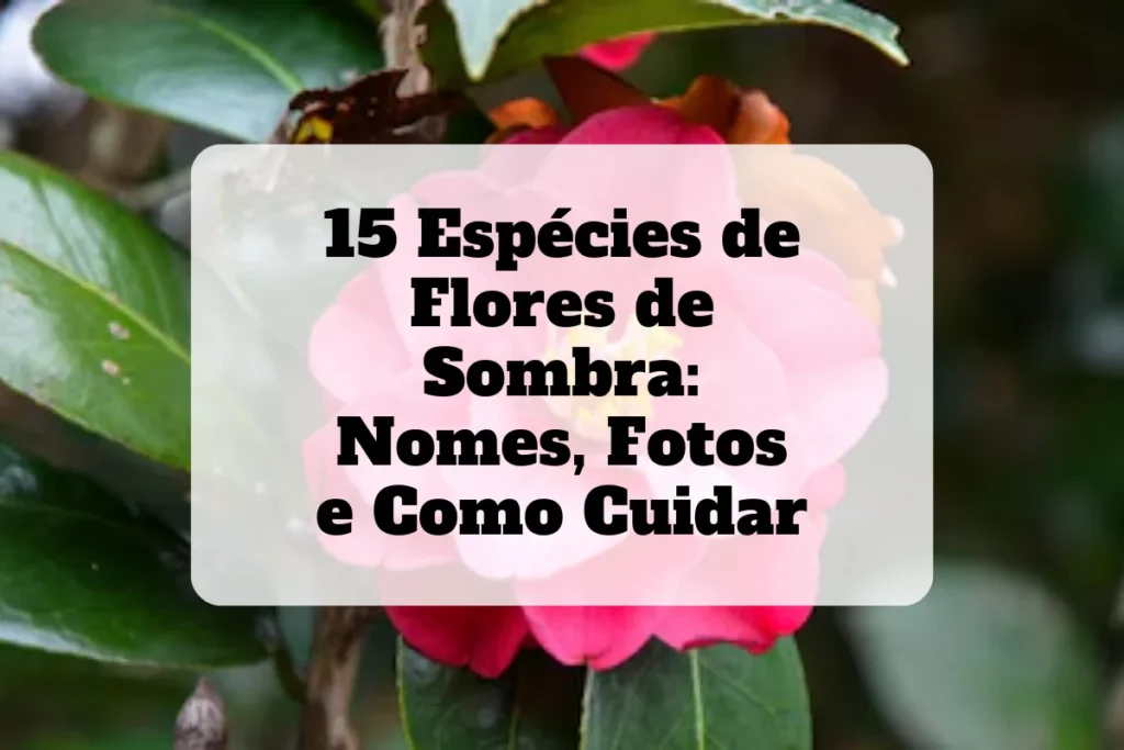 15 Flores de sombra: Nomes, fotos e como cuidar 3 15 flores de sombra