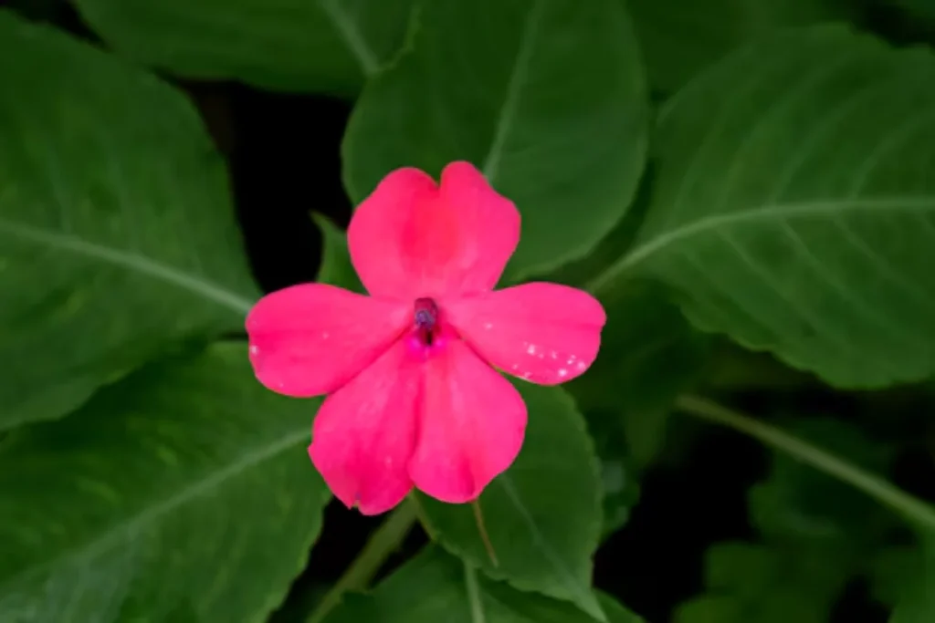 15 Flores de sombra: Nomes, fotos e como cuidar 4 Impatiens: Impatiens walleriana - Imagem via freepik
